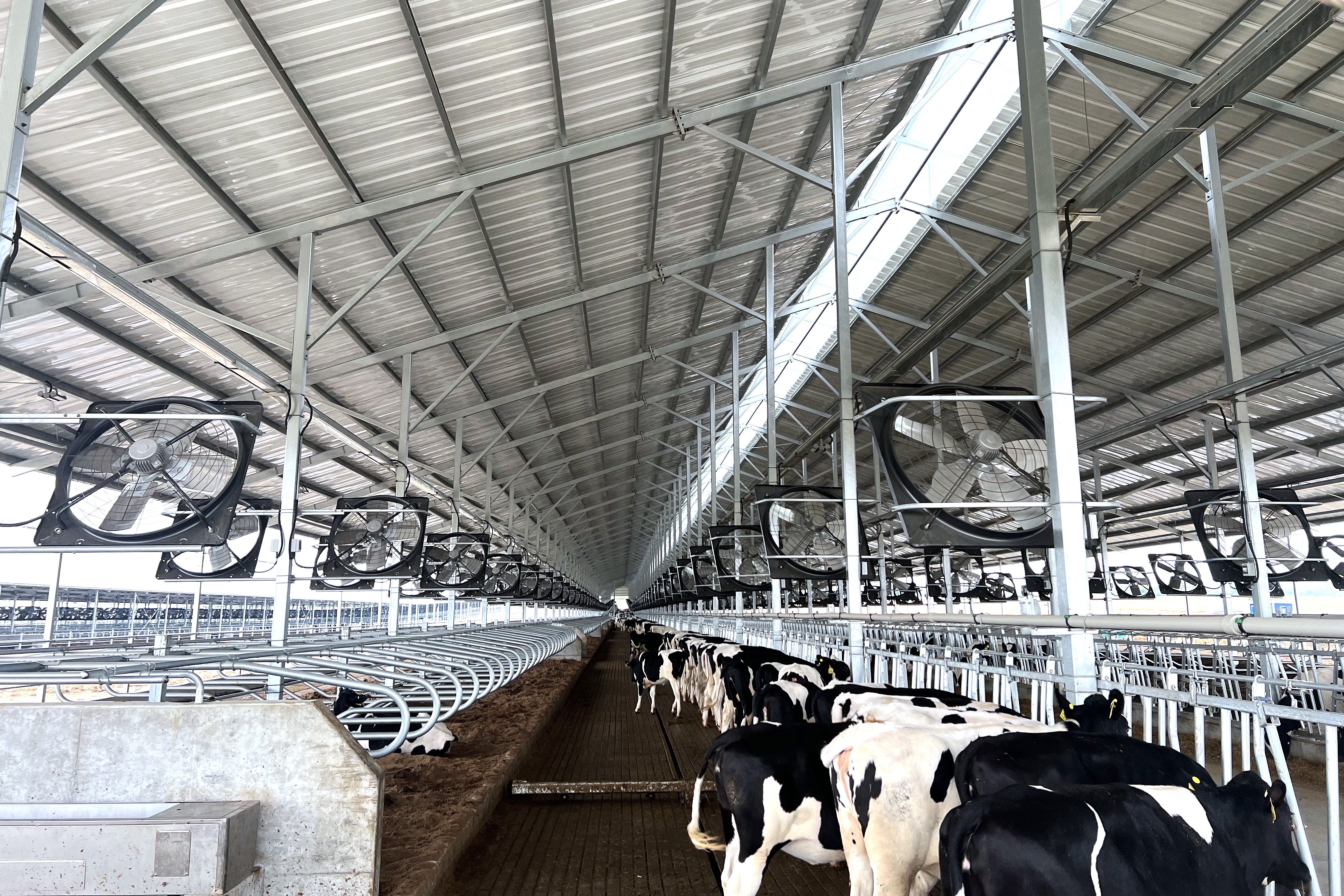 进牛投产.jpg 进牛投产.jpg