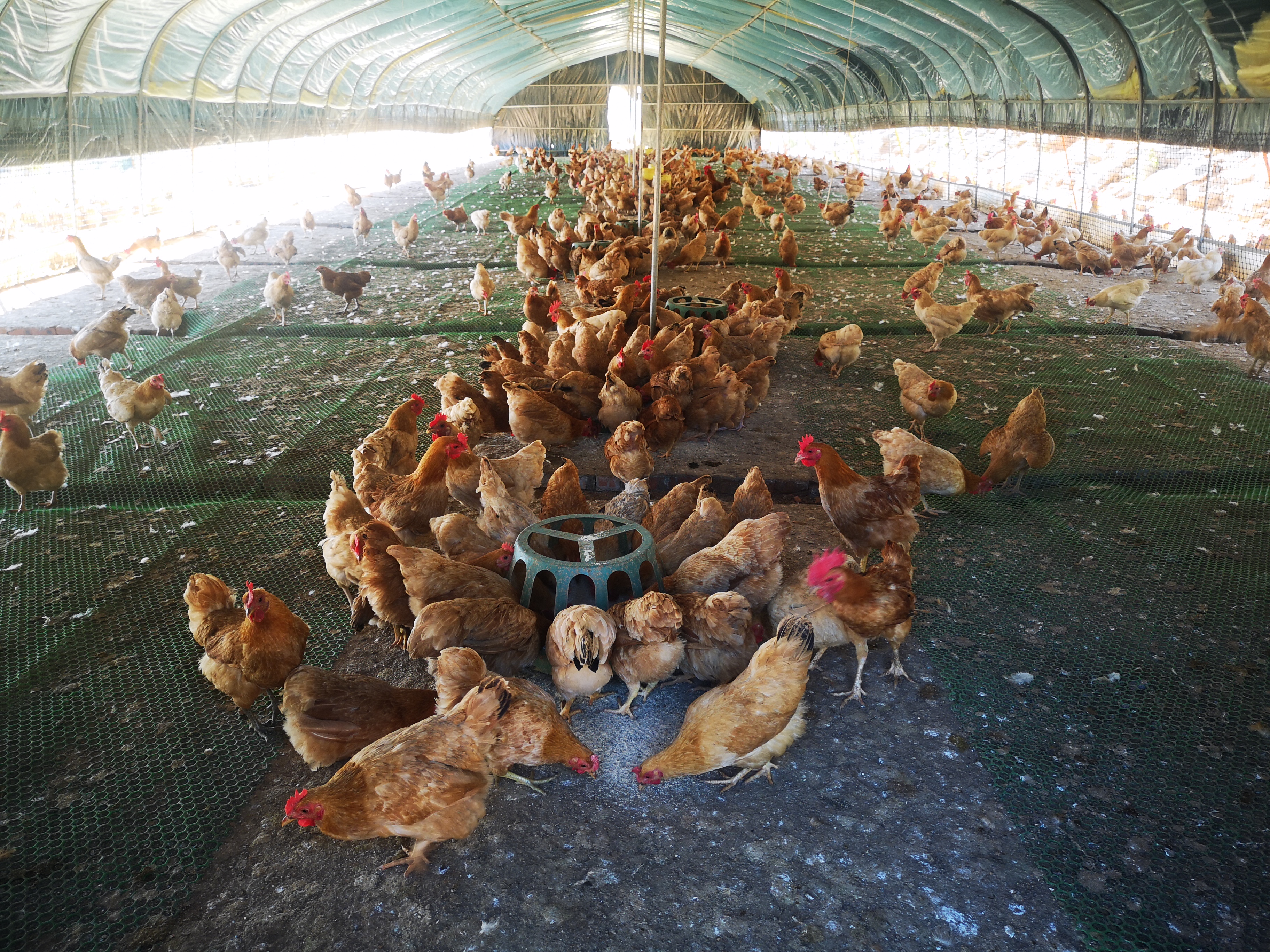 养鸡大棚.jpg